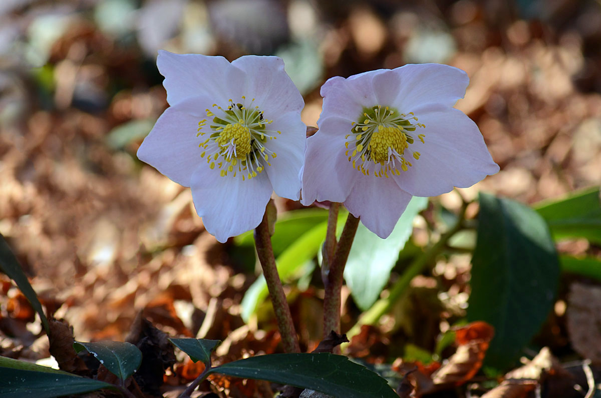 Helleborus niger / Rosa di Natale